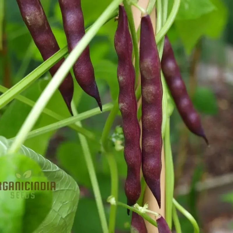 Mayflower Bean Seeds For Planting - Heritage Heirloom Variety for Home Gardening | Grow Your Own Historical and Nutritious Beans with Ease