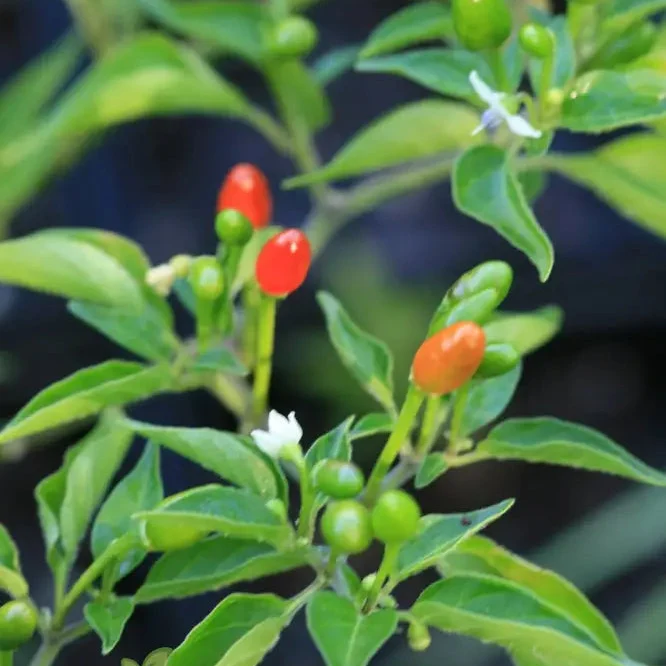 McMahon's Texas Bird Pepper Vegetable Seeds for Gardening Grow Your Own Spicy Garden Delights