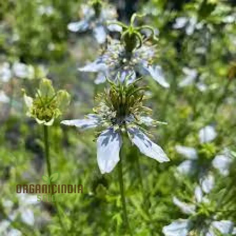 Black Cumin Seeds for Planting and Gardening - High Germination Rate