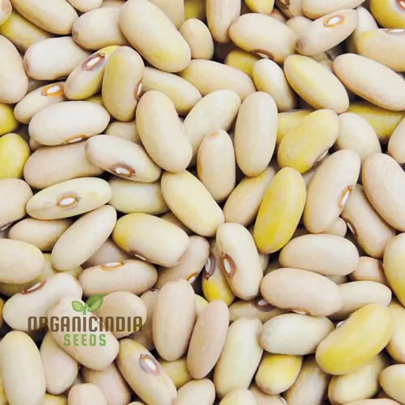 Arikara Yellow Bean Seeds For Planting - Heirloom Gardening Delight for Abundant Harvests"
