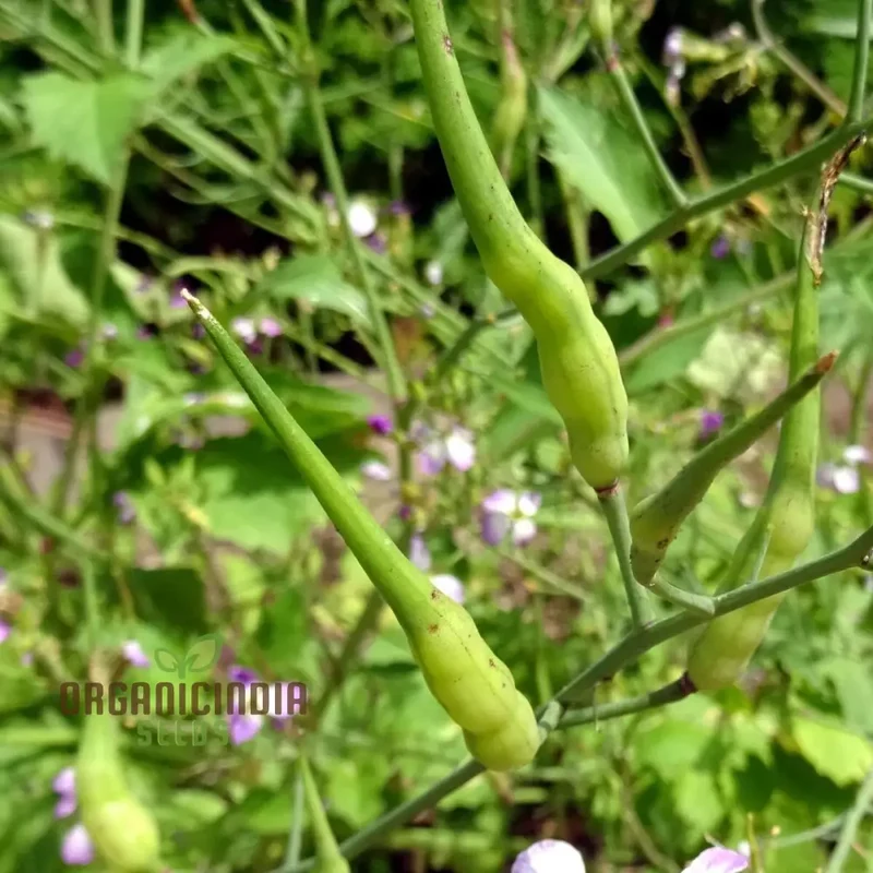 Rat-Tailed Radish Vegetable Seeds, Cultivating Unique and Flavorful Harvests with Expert Planting and Gardening