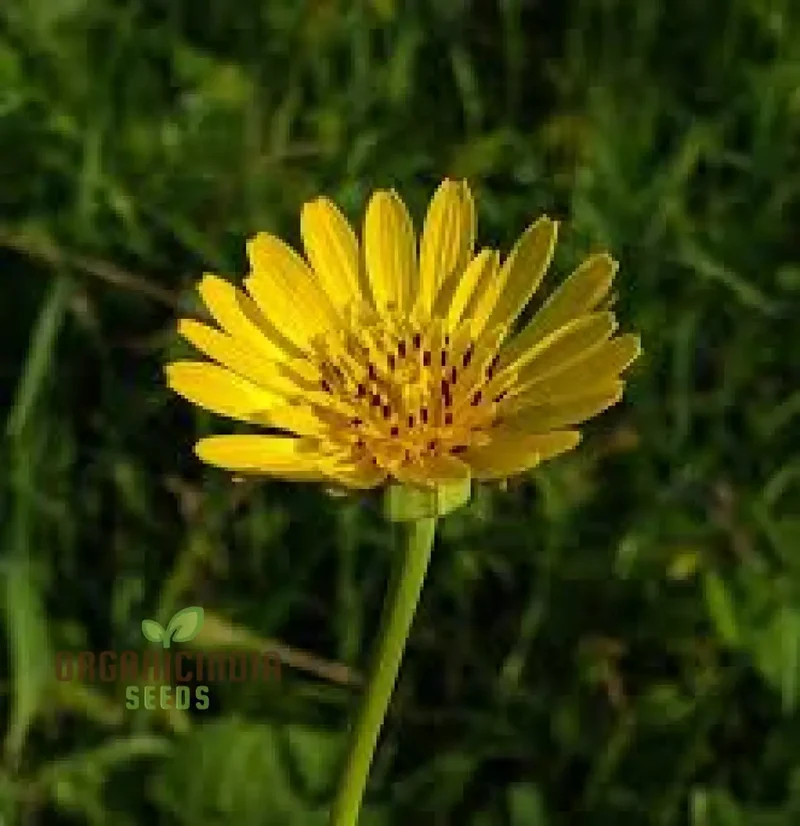 Tragopogon Pratensis Seeds for Gardening Enthusiasts | Wildflower Seed Packet for Beautiful Gardens