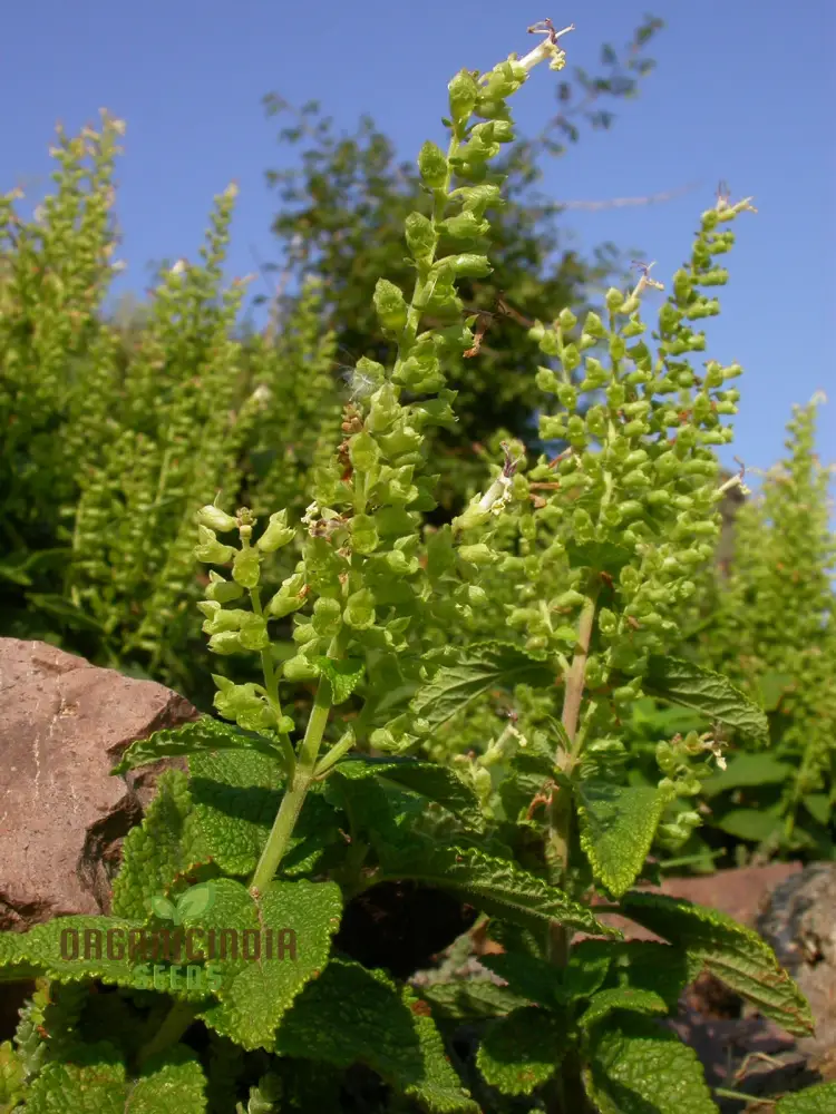 Teucrium Scorodonia Crispum Seeds – Cultivate Beauty and Diversity in Your Garden