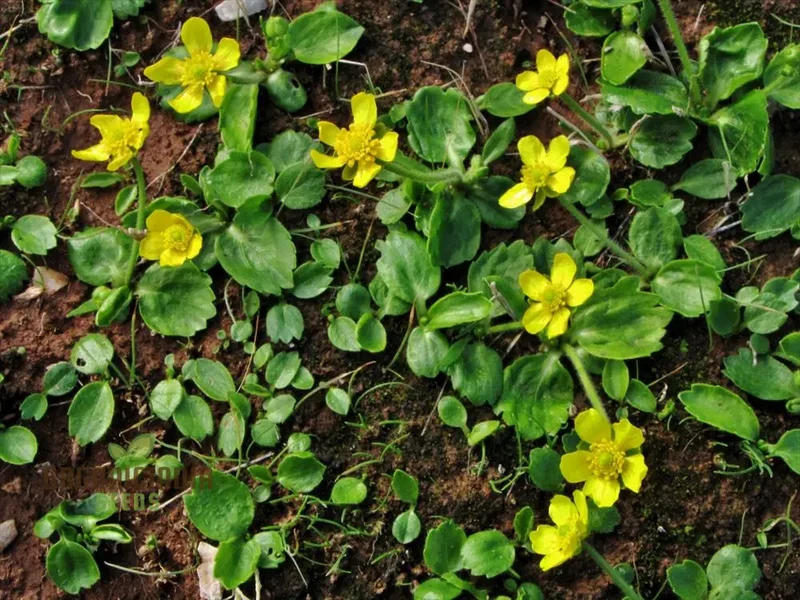 Ranunculus Bullatus Flower Seeds For Planting, Adding Unique and Bright Blooms to Your Garden