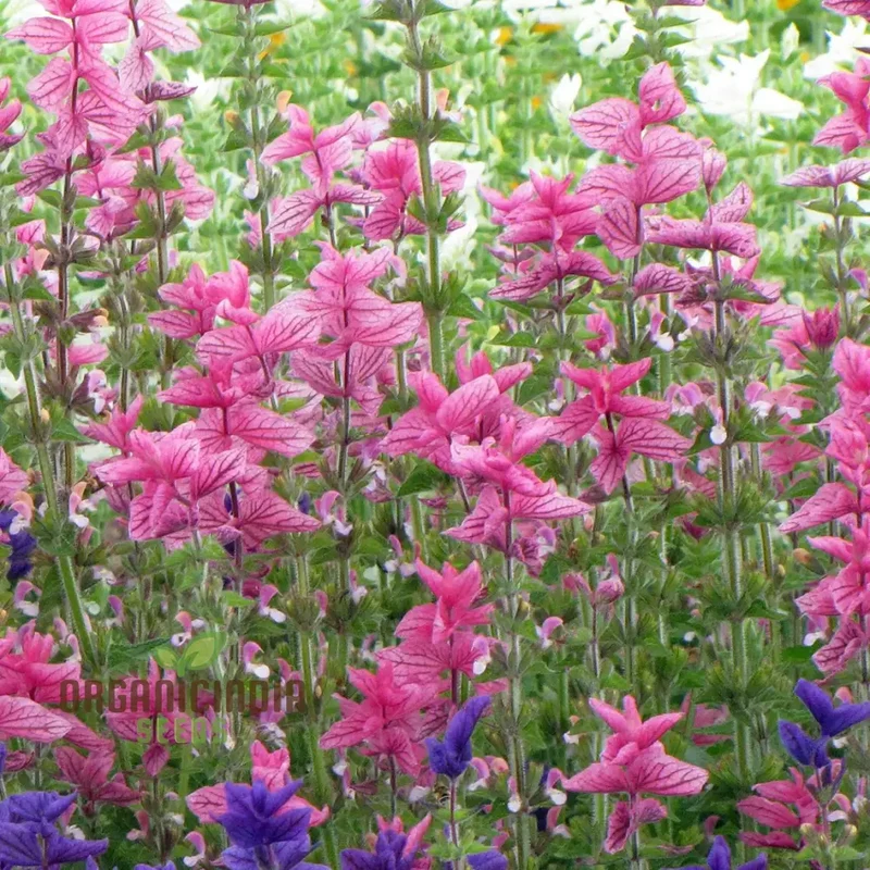 Salvia Viridis 'Pink Sundae' Seeds - Exquisite Pink Flowers for Gardening Enthusiasts