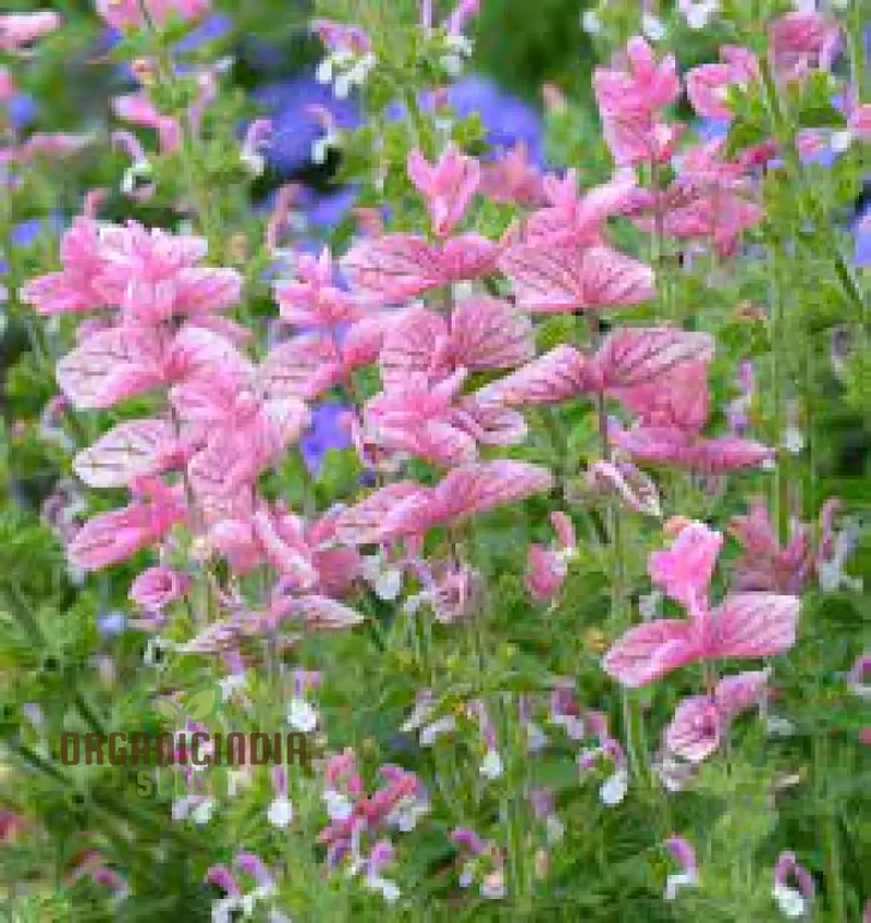Salvia Viridis 'Pink Sundae' Seeds - Exquisite Pink Flowers for Gardening Enthusiasts
