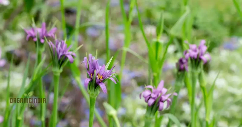 Tragopogon porrifolius Seeds for Gardening | Hardy Biennial Flowering Seeds