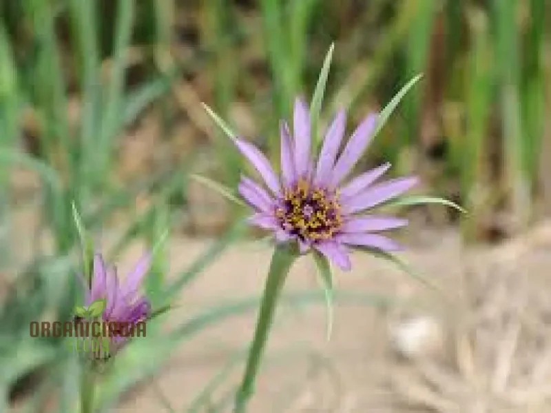 Tragopogon porrifolius Seeds for Gardening | Hardy Biennial Flowering Seeds