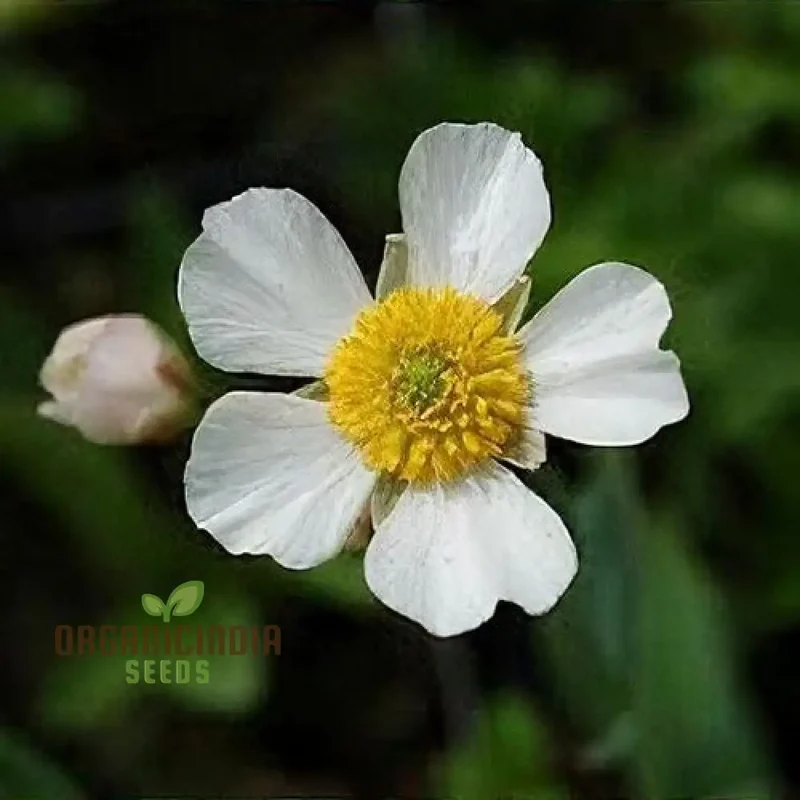 Ranunculus Amplexicaulis Flower Seeds For Planting, Cultivating Delicate and Elegant Blooms for Your Garden