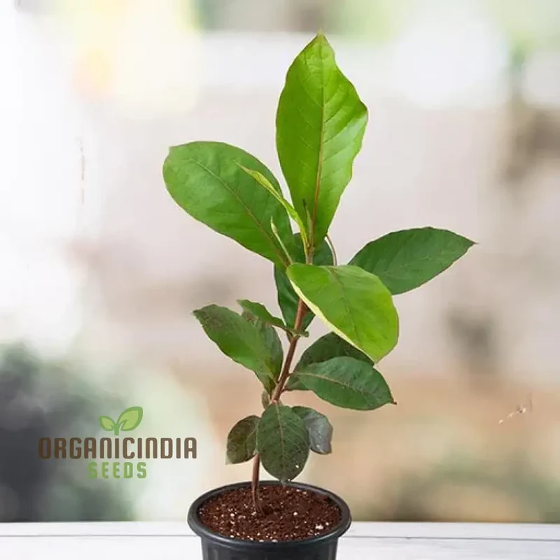 Terminalis Catappa Seeds: Explore Growth, Beauty, and Longevity in Your Gardening Experience!