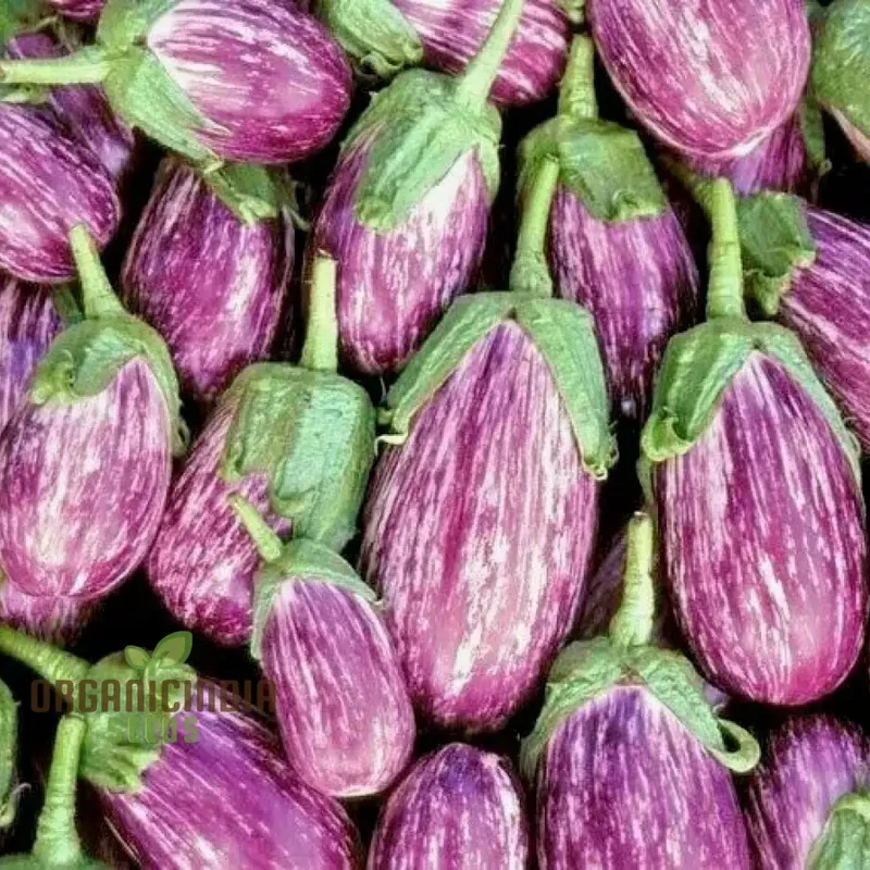 Eggplant - Tsakoniki Seeds for Gardening Enthusiasts | Premium Quality Seeds
