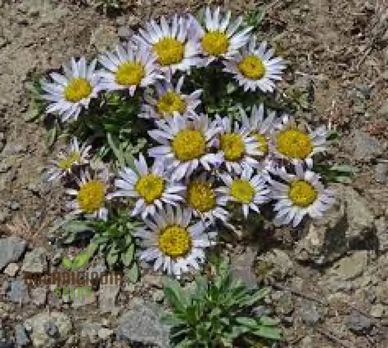 Townsendia Rothrockii Seeds for Gardening Enthusiasts - High-Quality Flower Seeds for Your Garden