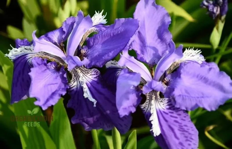 Iris Clarkei Seeds : Exquisite Perennial for Your Garden - Hardy, Beautiful, and Easy to Grow