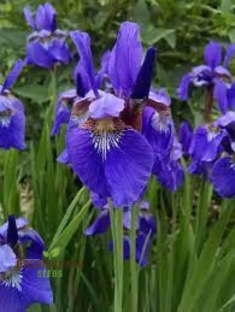 Iris Clarkei Seeds : Exquisite Perennial for Your Garden - Hardy, Beautiful, and Easy to Grow