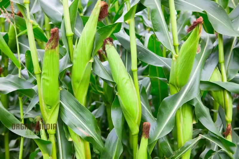 Sweetcorn Fiesta Seeds - Premium Quality for Your Gardening Needs