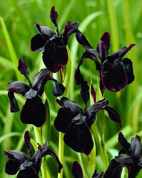 Iris Chrysographes Seeds : Exquisite Black Iris for Your Garden - Hardy Perennial Seeds for Stunning Floral Displays