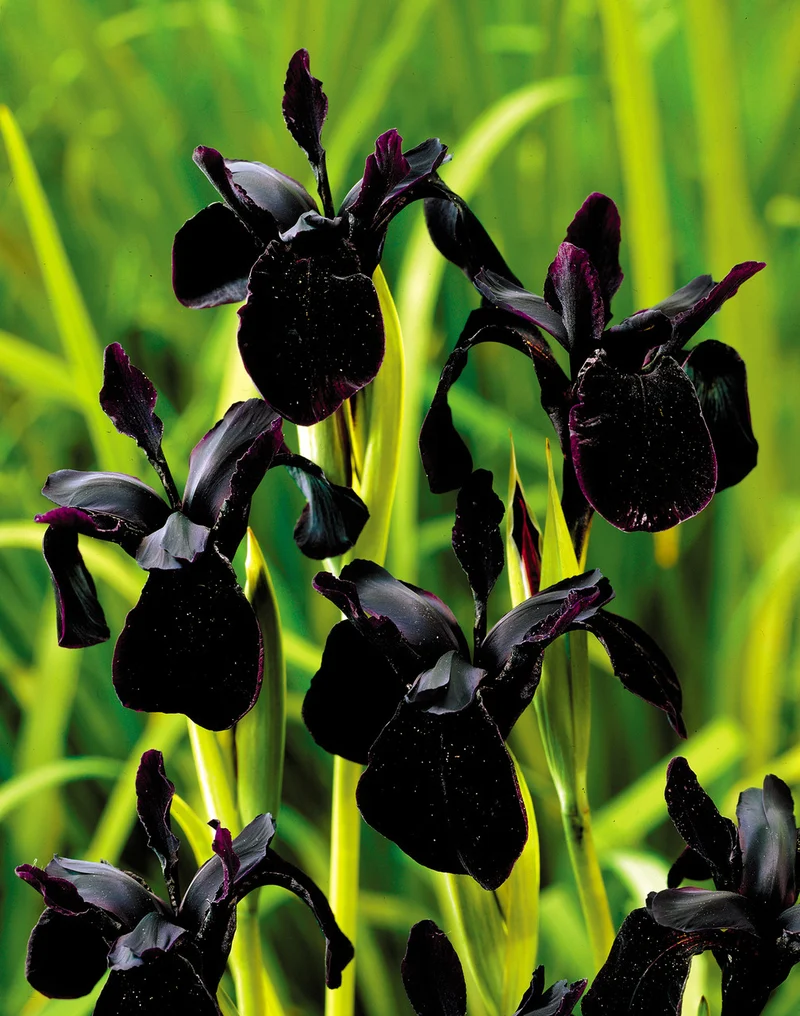 Iris Chrysographes Seeds : Exquisite Black Iris for Your Garden - Hardy Perennial Seeds for Stunning Floral Displays