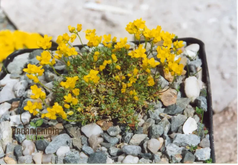 Draba Korabensis Flower Seeds For Planting, Rare Alpine Elegance for Your Garden