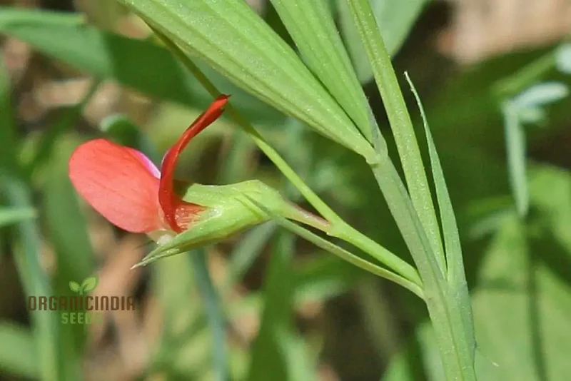 Lathyrus Sphaericus Seeds Elevate Your Gardening Experience with Rare and Exquisite Blooms!