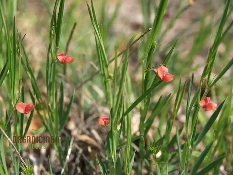 Lathyrus Sphaericus Seeds Elevate Your Gardening Experience with Rare and Exquisite Blooms!