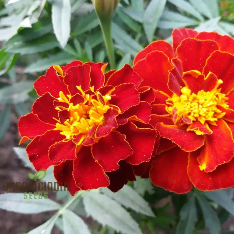 Vibrant Marigold Safari Red Flower Seeds for Your Garden, Premium Seeds for Gardening