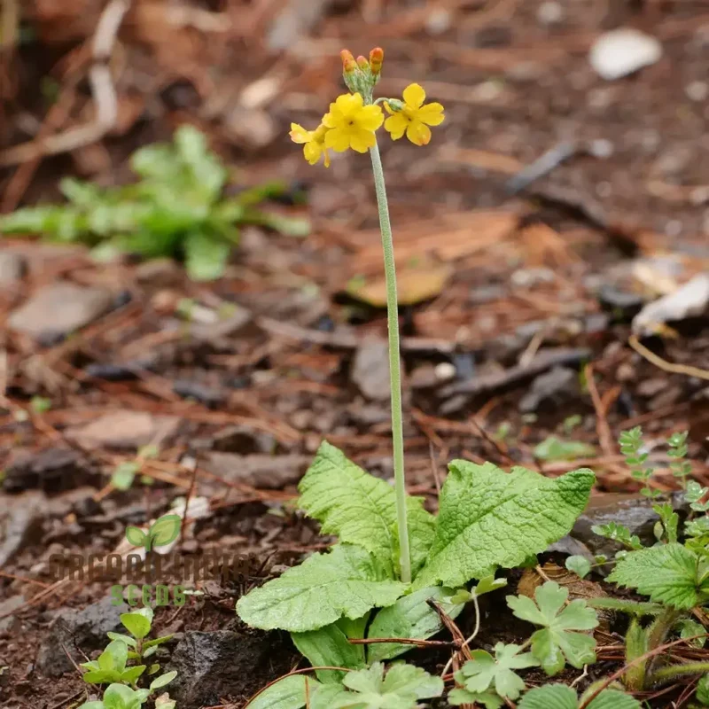 Primula chungensis Flower Seeds For Planting, Bringing Delicate Beauty to Your Garden