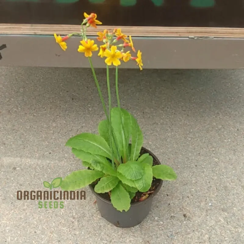 Primula chungensis Flower Seeds For Planting, Bringing Delicate Beauty to Your Garden