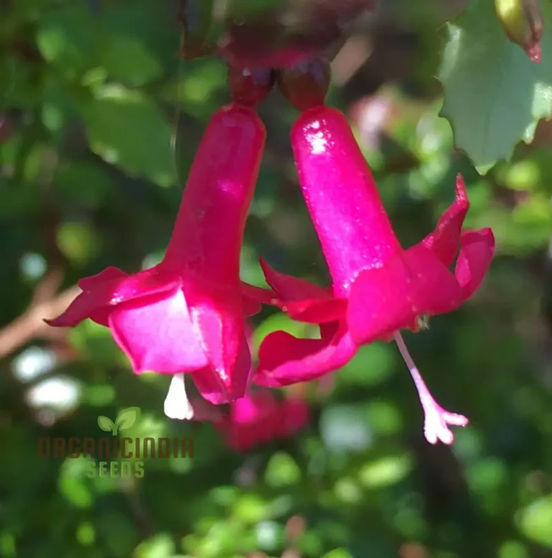 Fuchsia Bacillaris Seeds for Planting - Exquisite Flowers for Planting