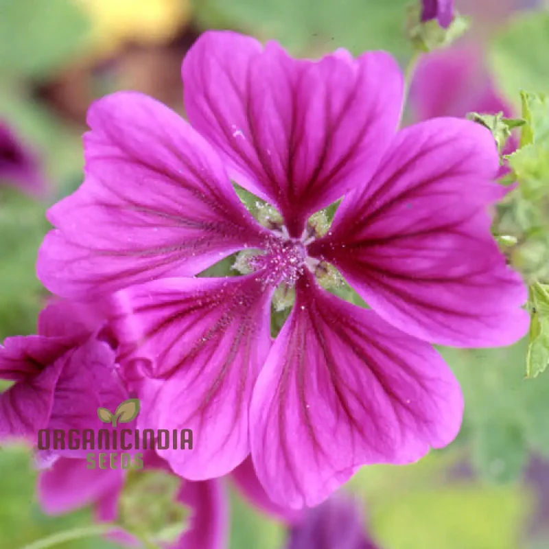 Malva Sylvestris mauritanica Flower Seeds, Enhance Your Garden with Exquisite Blooms, Premium Seeds for Gardening