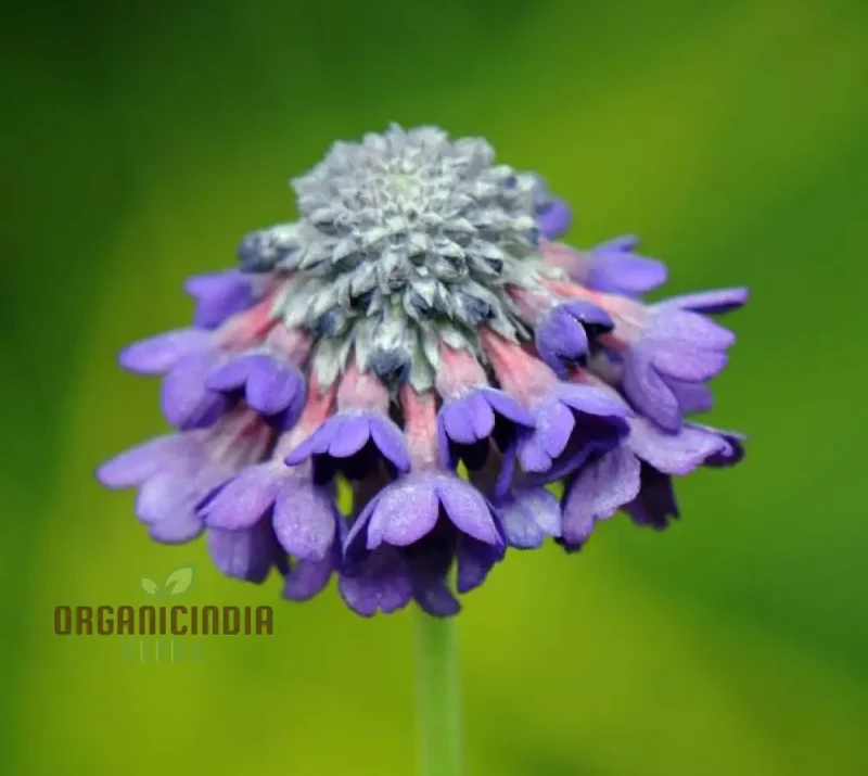 Primula Capitata Flower Seeds For Planting, Cultivating Unique Beauty in Your Garden