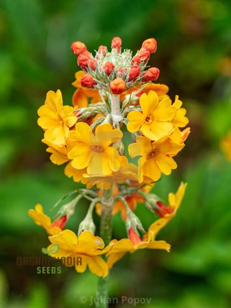 Primula Seeds (Primula Bulleyana Seeds) - Golden Radiance Blooms for Gardens