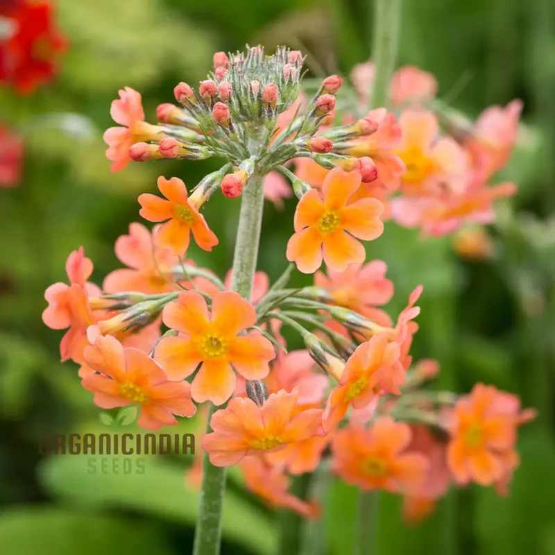 Primula Seeds (Primula Bulleyana Seeds) - Golden Radiance Blooms for Gardens