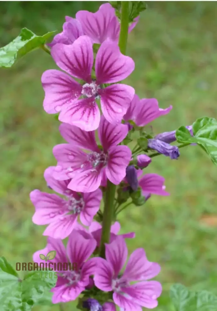 Malva Sylvestris Flower Seeds, Beautiful Addition to Your Garden, Premium Seeds for Gardening