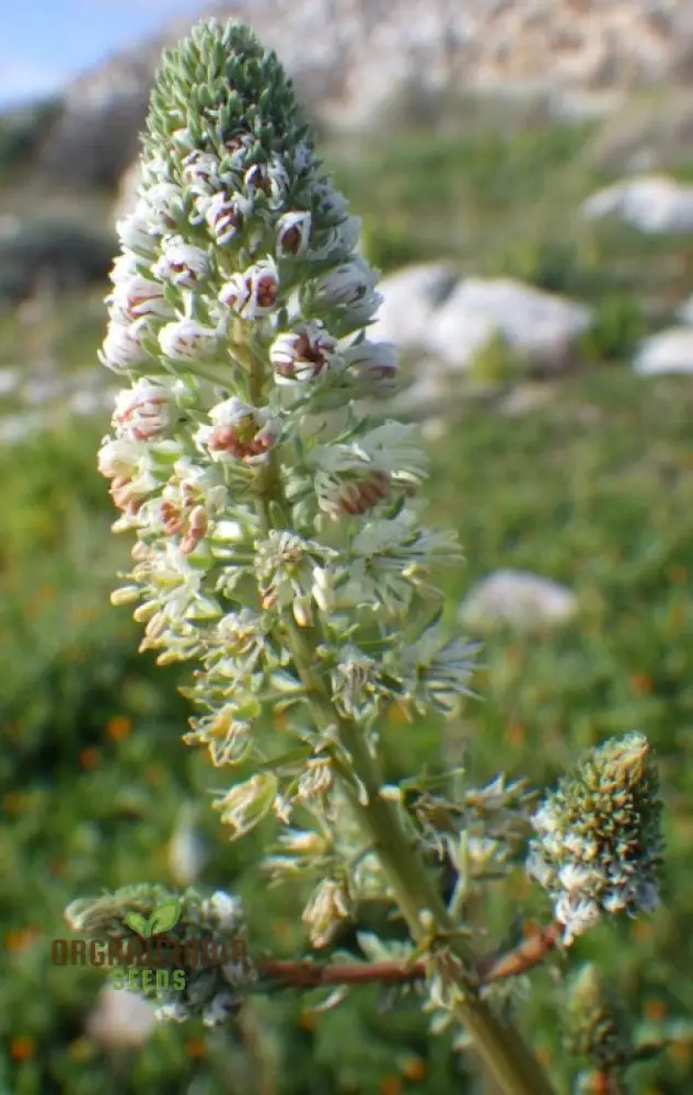 Mignonette (Reseda Alba) Flower Seeds – Ideal for Flower Beds and Borders