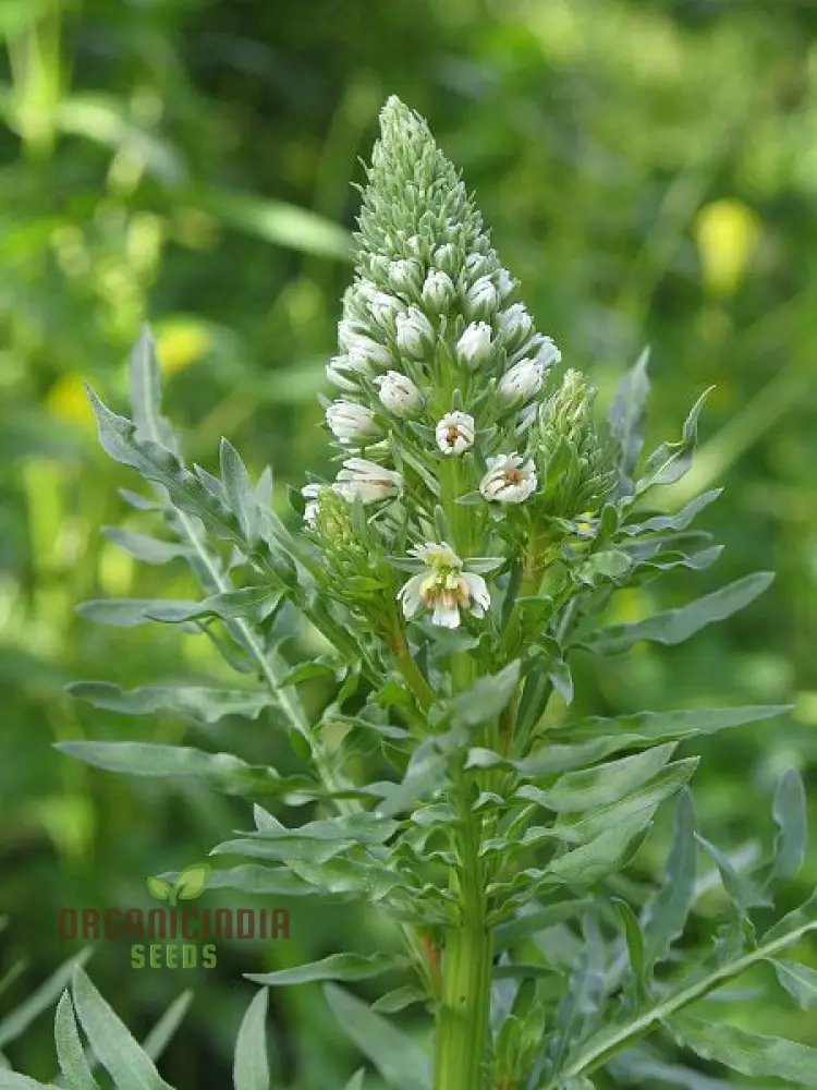 Mignonette (Reseda Alba) Flower Seeds – Ideal for Flower Beds and Borders