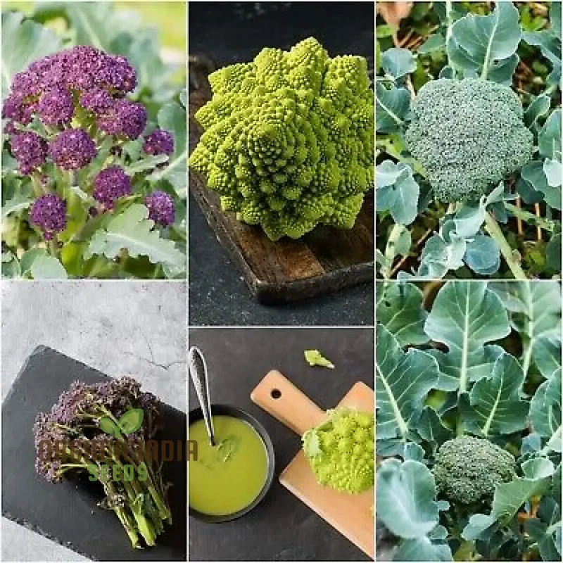 Broccoli Heirloom Mix Seeds for Planting - Premium Quality Seeds for Gardening Enthusiasts