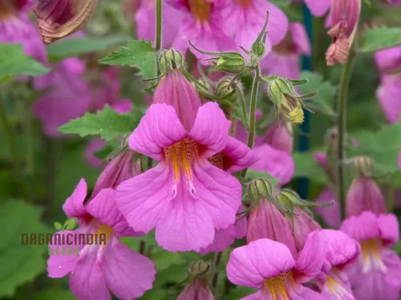 Rehmannia Elata Flower Seeds For Planting, Cultivating Elegant and Hardy Blooms for Your Garden
