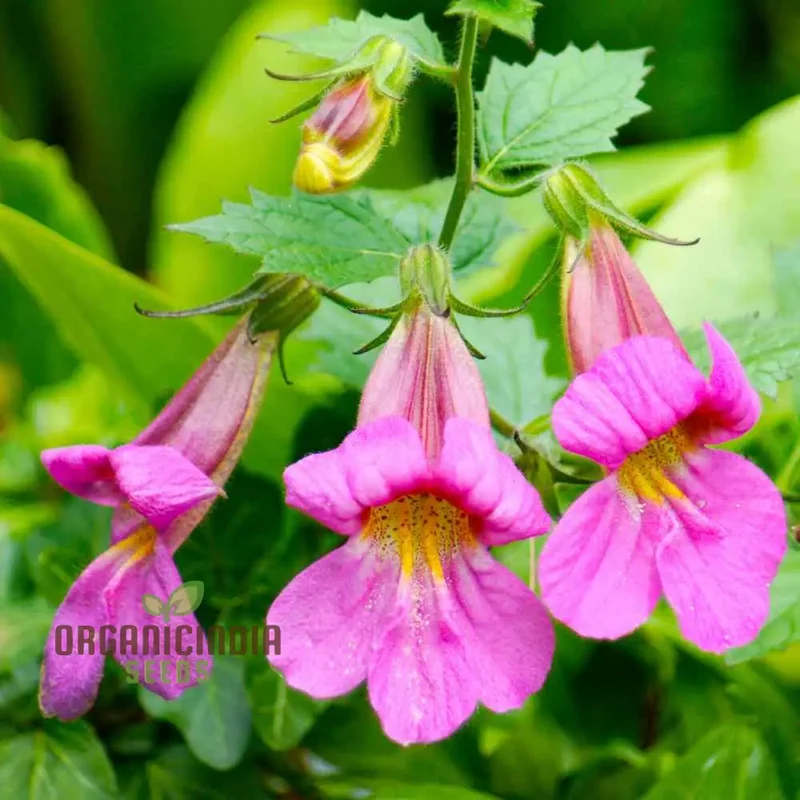 Rehmannia Elata Flower Seeds For Planting, Cultivating Elegant and Hardy Blooms for Your Garden
