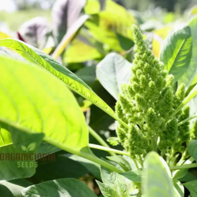 Green Thumb: Amaranth Seeds for Enthusiastic Gardeners Cultivate Beauty and Nutrition from Seed to Harvest!