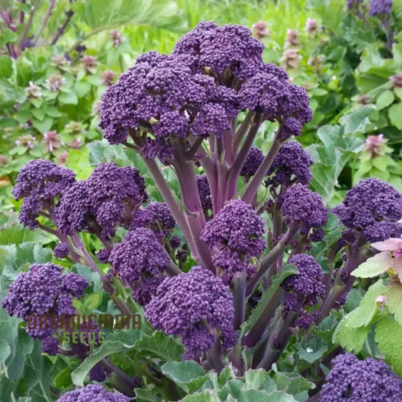 Purple Sprouting Broccoli Seeds for Planting - Premium Quality Gardening Seeds