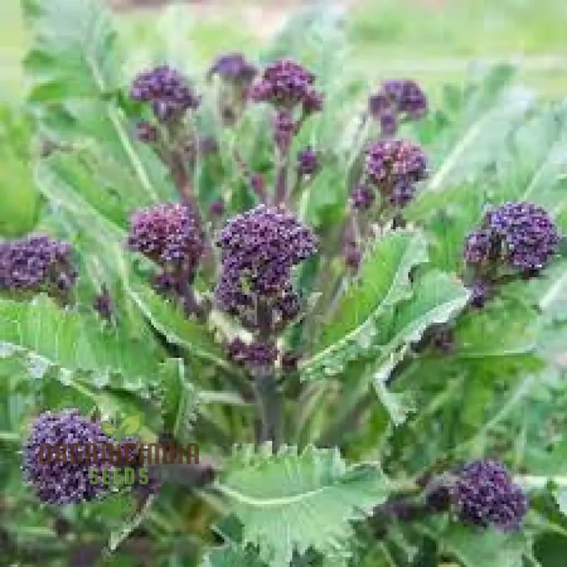 Purple Sprouting Broccoli Seeds for Planting - Premium Quality Gardening Seeds