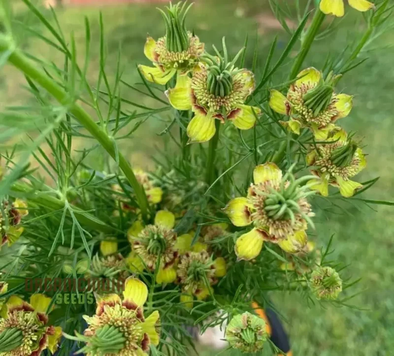Nigella Transformer Yellow Seeds for Planting – Grow Vibrant Blooms in Your Garden!
