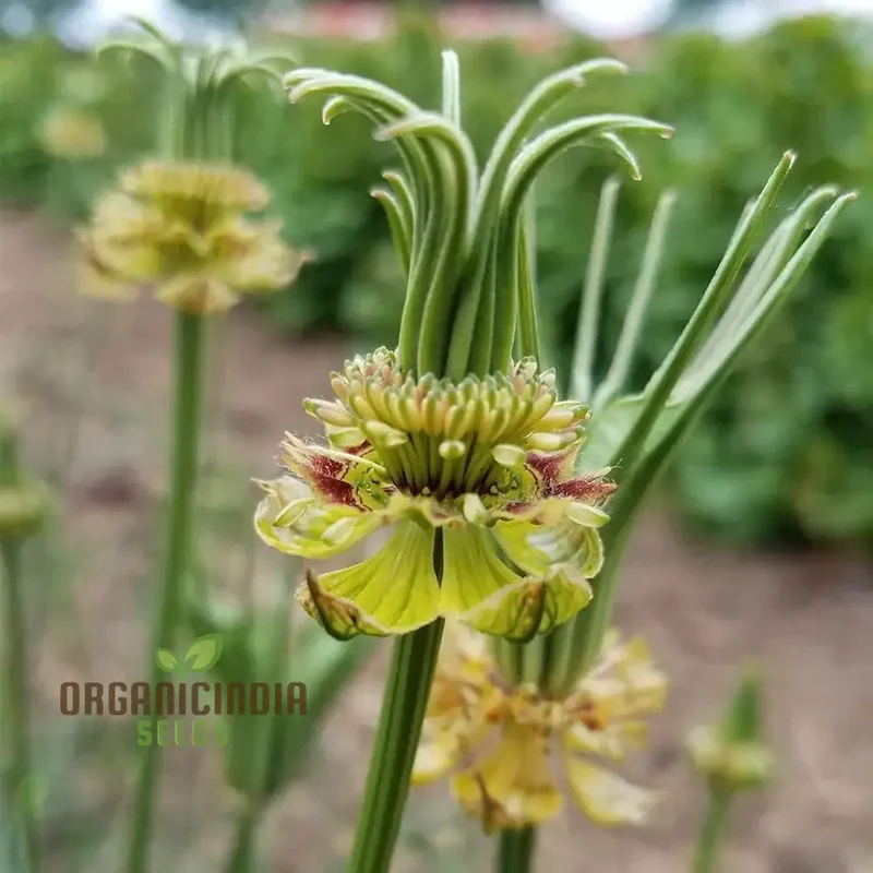 Nigella Transformer Yellow Seeds for Planting – Grow Vibrant Blooms in Your Garden!