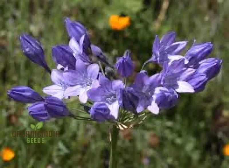 Triteleia Laxa (Brodiaea Laxa) Seeds for Gardening Enthusiasts â€“ Premium Quality Flower Seeds for Vibrant and Lush Gardens