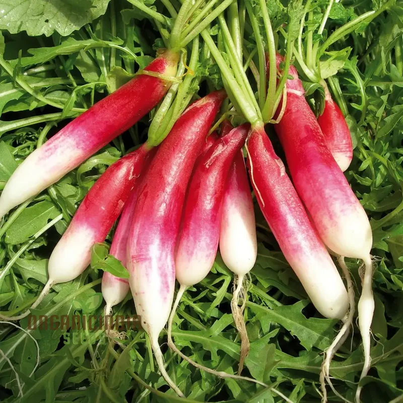 RADISH LOGO F1 Seeds for Gardening - Premium Quality Seeds for Your Garden