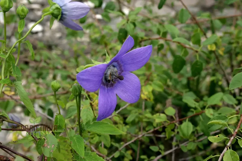 Codonopsis Grey-Wilsonii Flower Seeds for Planting, Premium Quality for Gardening