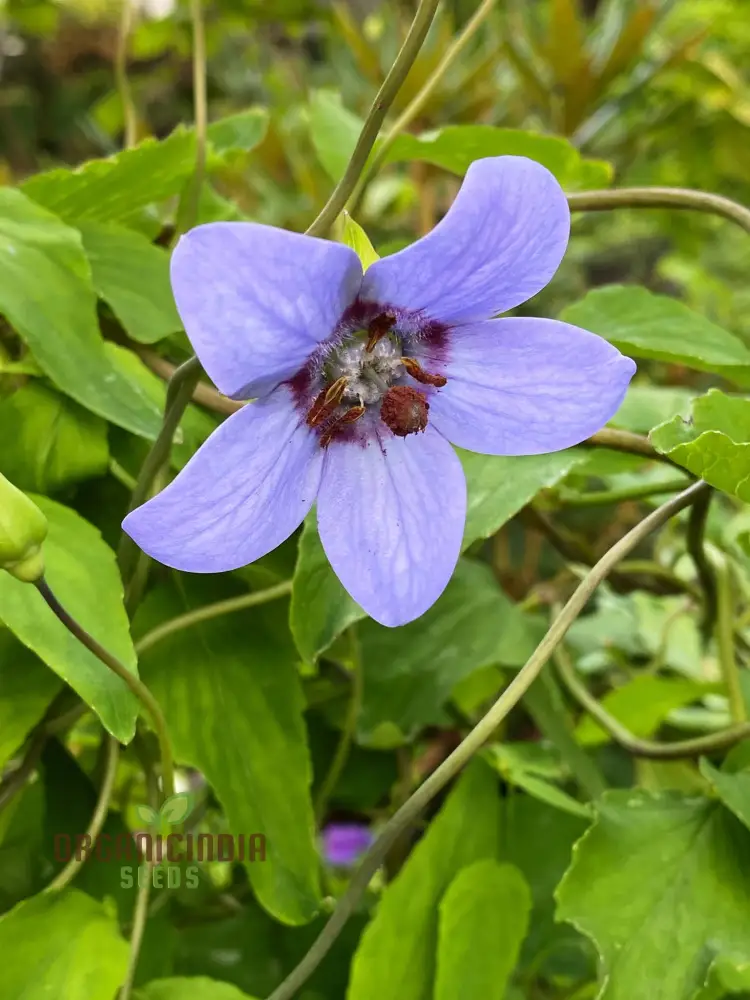 Codonopsis Grey-Wilsonii Flower Seeds for Planting, Premium Quality for Gardening