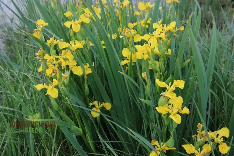 Iris Wilsonii Seeds – Elevate Your Garden with Stunning, Graceful Blooms!