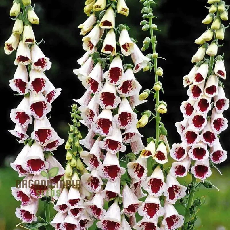 Digitalis Purpurea 'Elsey Kelsey' Flower For Planting, Growing Enchanting Elegance