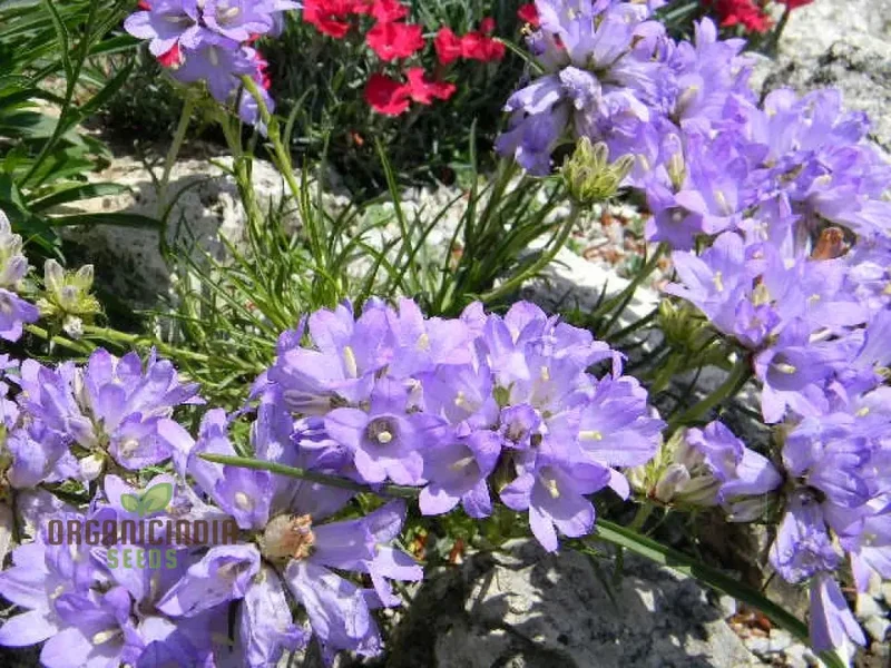 Edraianthus Dalmaticus Flower Seeds For Planting, Adding Balkan Beauty to Your Garden